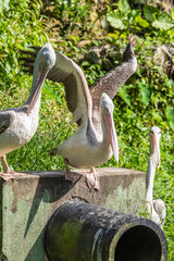 Taman Burung, bird park, Malaysia, Kuala Lumpur