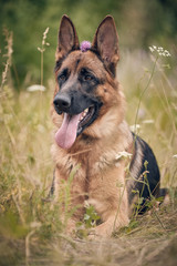 german shepherd dog