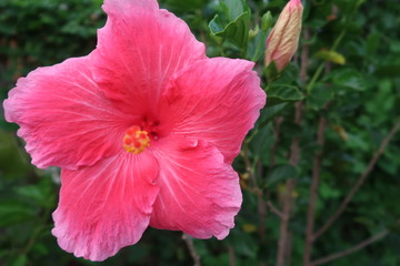 pink hibiscus flower