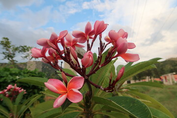 pink magnolia flower