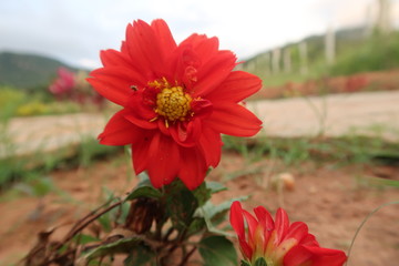 red flower in the garden
