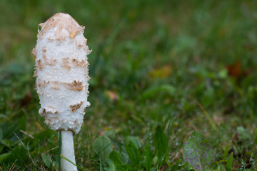 Side view of a fresh shaggy ink cap (Coprinus comatus) growing in the grass
