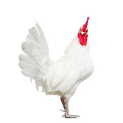 Beautifu chicken, white rooster isolated on white background