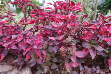 red and green leaves