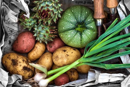 Cagette de l&eacute;gumes fra&icirc;chement r&eacute;colt&eacute;s au potager