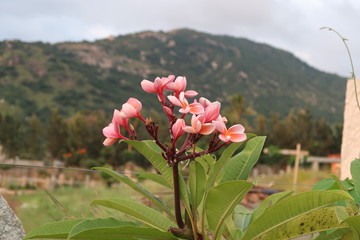 flowers in the mountains