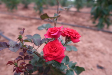 red rose in the garden