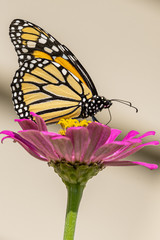 Orange monarch butterfly perched on pink zinnia flower