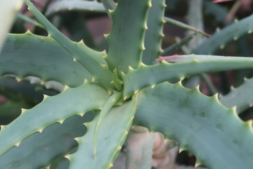 aloe vera plant