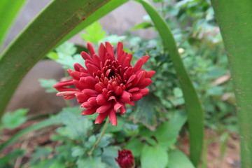 red and yellow flower