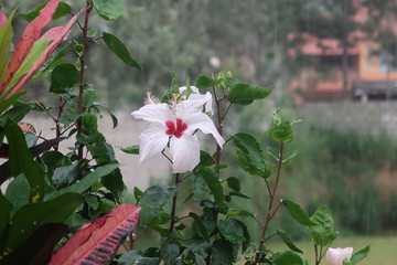 pink and white flowers
