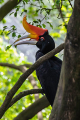 Taman Burung, bird park, Malaysia, Kuala Lumpur
