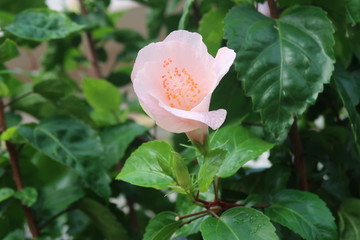 pink rose with dew drops