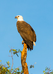 White-bellied sea eagle at Yellow Water Wetlands. Cooinda, Kakadu National Park, Northern Territory, Australia