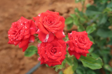 red roses in a garden