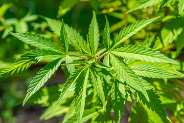 Medical marijuana pot plant growing in field on sunny day