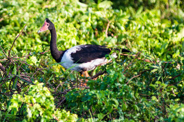 Fototapeta premium Magpie Goose (Anseranas semipalmata), Yellow Water Billabong, Kakadu National Park, Northern Territory, Australia.