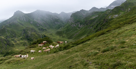 mountain landscape with cows