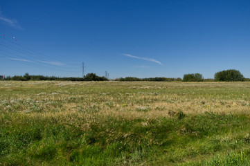 Fototapeta na wymiar Wheat Field and Blue Sky