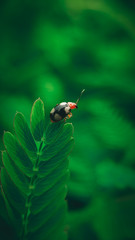 Bug macro photography