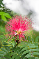 Orchid park Kuala Lumpur, Malaysia