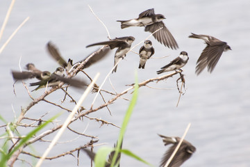Group of beautiful sand martin on the withered branches near the bank of a Siberian soda lake