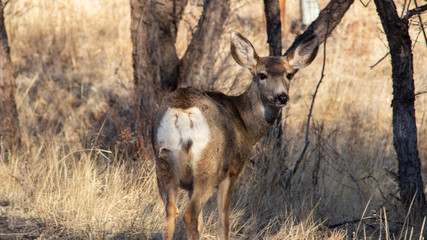 Deer Butt
