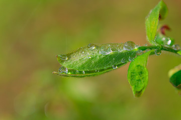 young green leaves in drops of spring clear morning dew