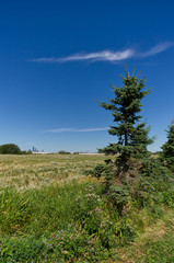 Summer Landscape with Grass and Blue Sky