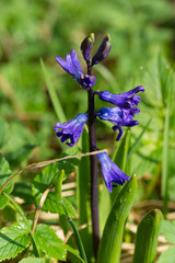 beautiful blue flowers in the early morning with drops of pure dew