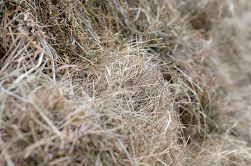 fresh natural hay (green dry grass) close-up textured background under daylight 
