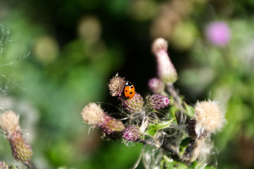 Ladybug on a Thistle