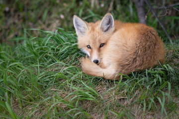 Red fox kit in the wild
