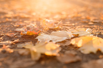 Bright maple leaves. Beautiful autumn atmosphere. Selective focus. Sunny autumn day.