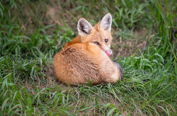Red fox kit in the wild