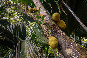 Coco de mer growing in Valle de Mai national park