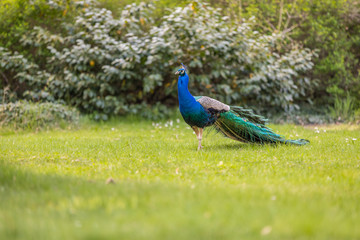 Peacock in a nice park