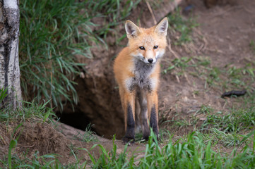 Fototapeta premium Red fox kit in the wild