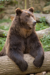Obraz na płótnie Canvas A siberian brown bear in Zoo Děčín