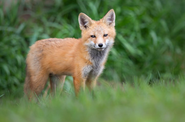 Red fox kit in the wild