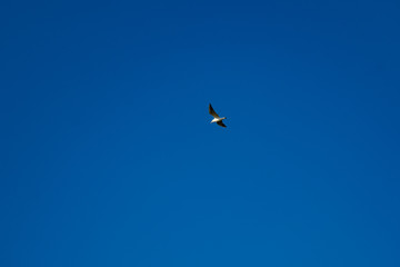 Seagull flies in blue cloudless summer sky