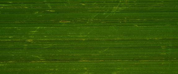 Papierstapel als Hintergrund (Grün gefärbt)