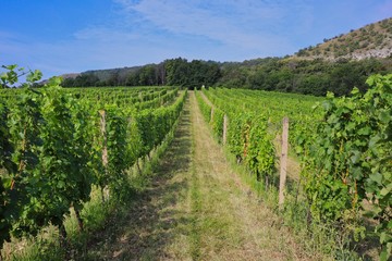 Fototapeta na wymiar Vineyard in Palava Protected Landscape Area Arranged in Row. Green Plants of the Common Grape Vine (Vitis Vinifera) in South Moravia.