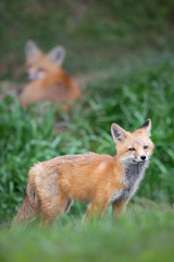 Red fox kit in the wild