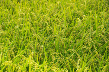 田園風景　実る稲穂