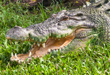 Saltwater crocodile close up in Kakadu, Northern Territory, Australia. 