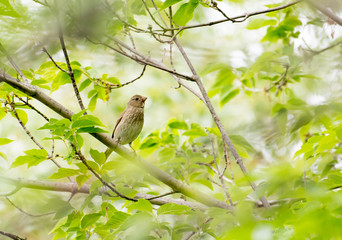 Common Rosefinch in a summer forest