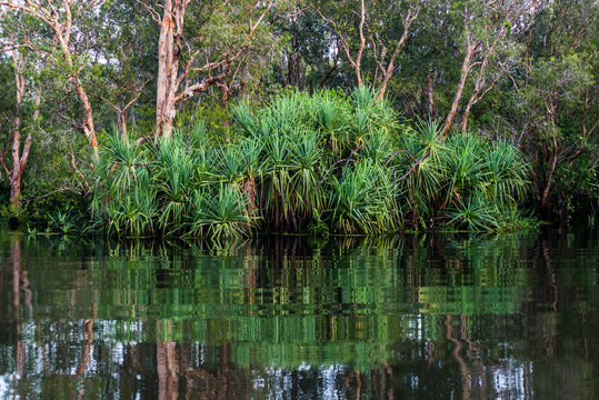 Flooded wetlands during the wet season at Kakadu, Northern Territory, Australia. 