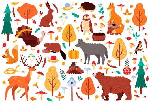 Autumn cute animals. Wild hand drawn bear raccoon fox and deer characters, woodland birds and animals isolated vector illustration icons set. Woodland bird and bear, autumn deer and forest fox