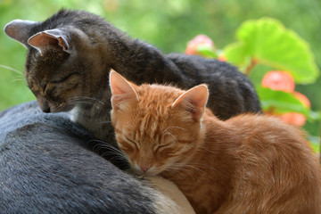 Domestic dog and cats to snuggle together as best friends in love